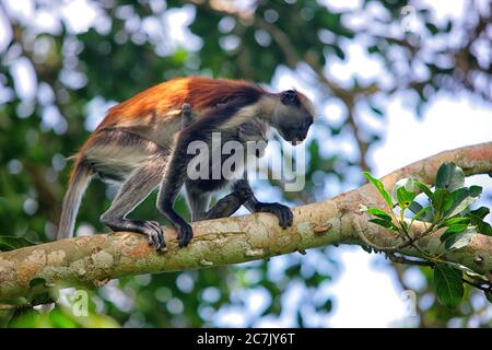 Tanzania, Zanzibar Archipelago, Unguja island (Zanzibar), Zanzibar red colobus monkey (Procolobus badius kirkii) Stock Photo