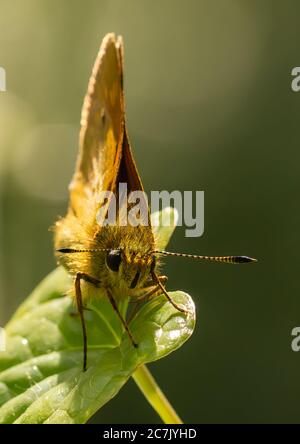 A large Skipper resting on a leaf in the sun. Stock Photo