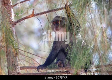 Mono azul (Cercopithecus mitis mitis), Jozani National Park, Zanzibar Stock Photo