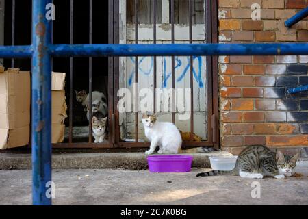 Group of cute sneaky cats hanging out around an abandoned building Stock Photo