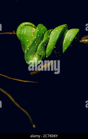 Closeup shot of a green snake folded around a branch of a tree in the dark Stock Photo
