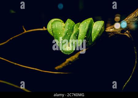 Wide angle shot of a green snake folded around a branch of a tree in the dark Stock Photo