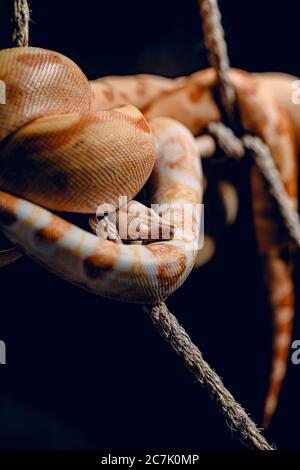 Closeup shot of a brown and white snake folded around tree branches in the dark Stock Photo