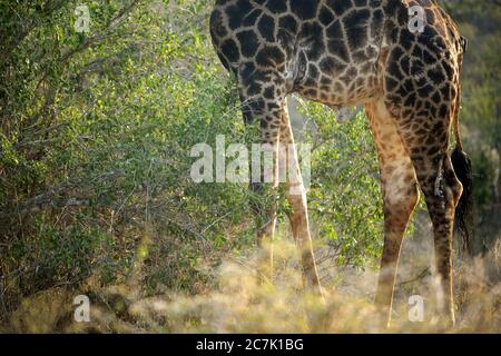Giraffe, Giraffa camelopardalis, in Kruger National Park, South Africa    The giraffe is an African even-toed ungulate mammal, the tallest living terrestrial animal and the largest ruminant, Stock Photo