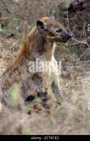 Hyena Walking On Dirt Road In Forest At Kruger National Park Stock Photo