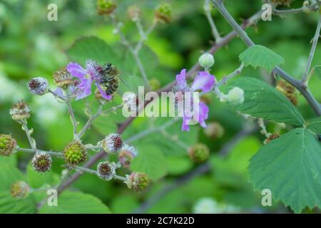 bee collecting honey from wild flower in forest Stock Photo