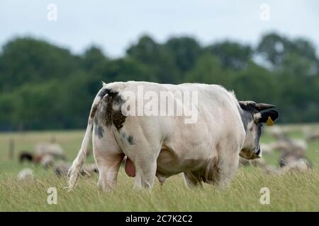 Cows and bulls graze on a pasture in a green meadow, eat fresh grass. White bull in foreground, herd in background. The concept of livestock and Stock Photo