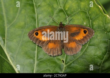 A beautiful Gatekeeper Butterfly, Pyronia tithonus, warming up with its wingspread on a leaf. Stock Photo