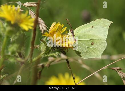 A pretty Brimstone Butterfly, Gonepteryx rhamni, nectaring from a Hawkweed flower growing in a meadow. Stock Photo