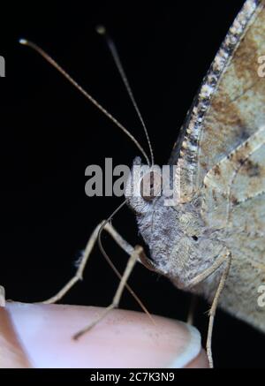 Butterfly sit on finger Stock Photo