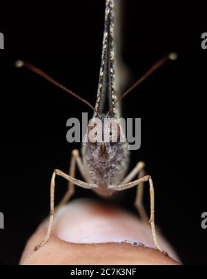 Butterfly sit on finger Stock Photo