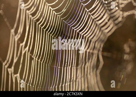 Macrophotography of a spider web with dew drops Stock Photo