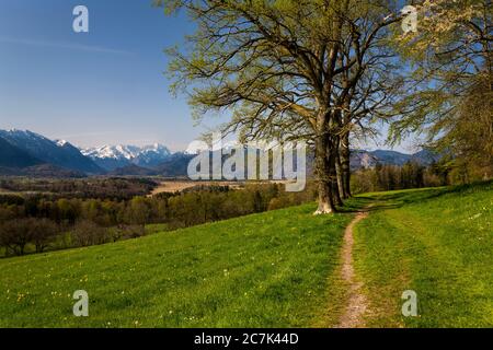 Germany, Bavaria, Murnau, forest edge with spring meadow and Zugspitze. Stock Photo