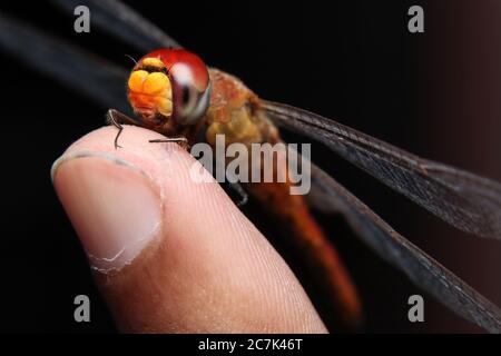 scarlet dragonfly (Crocothemis Erythraea) sitting on finger Stock Photo