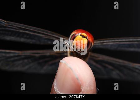 scarlet dragonfly (Crocothemis Erythraea) sitting on finger Stock Photo