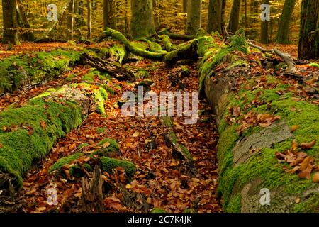 Beech forest and old wood at Wotansborn in the Steigerwald nature park, Rauhenebrach, Haßberge district, Lower Franconia, Franconia, Germany Stock Photo