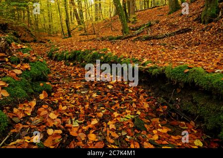 Beech forest and old wood at Wotansborn in the Steigerwald nature park, Rauhenebrach, Haßberge district, Lower Franconia, Franconia, Germany Stock Photo