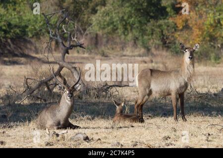 Waterbuck parents stand watch over their young keeping him safe in Mana Pools Zimbabwe with bokeh Stock Photo