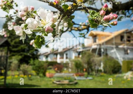 Germany, Bavaria, Antdorf, Blossoming apple tree in residential area with construction site Stock Photo