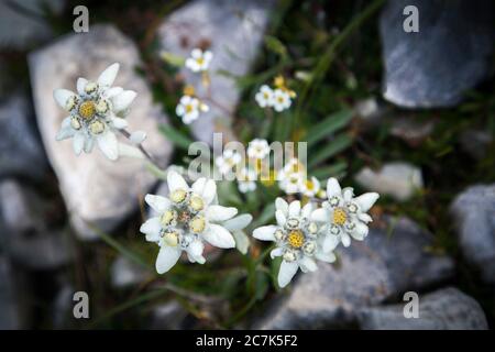 Edelweiss (Leontopodium alpinum) in bloom, Dolomites, North Italy, Europe Stock Photo
