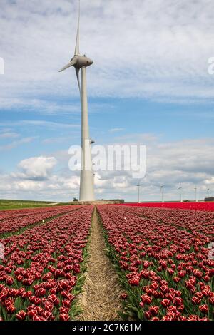 Vertical shot of red flower field with a windmill in the distance under a blue cloudy sky Stock Photo
