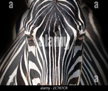 Close-up front portrait of a zebra, showing striking black and white stripes, eyes and natural wildlife pattern. Stock Photo