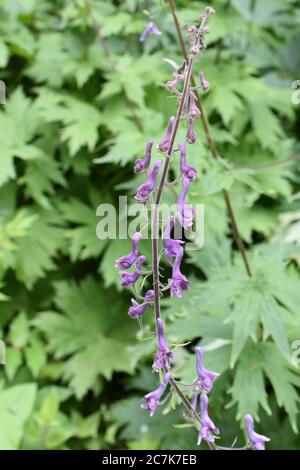 Purple flowers of the the highly poisonous plant Aconitum lycoctonum northern wolfsbane Stock Photo