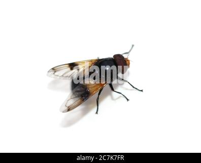 The hoverfly Volucella pellucens on white background Stock Photo