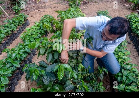 Antigua, Guatemala - May 02, 2011: Man tending a coffee plant in a coffee plantation. Stock Photo