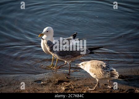 Juvenile Larus canus or common gull or mew gull or sea mew begging food from parent bird Stock Photo