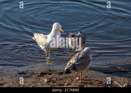 Juvenile common gulls begging for food from an evasive parent Stock Photo