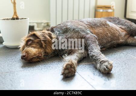 a large overweight hunting drahthaar dog lies on the floor of the house Stock Photo