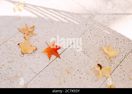 Fallen yellow and red maple leaves on the marble floor. Stock Photo