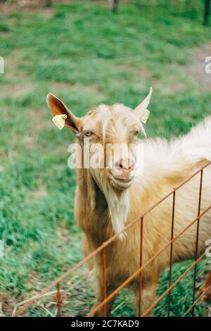 Close-up portrait of a goat on a goat farm. Stock Photo