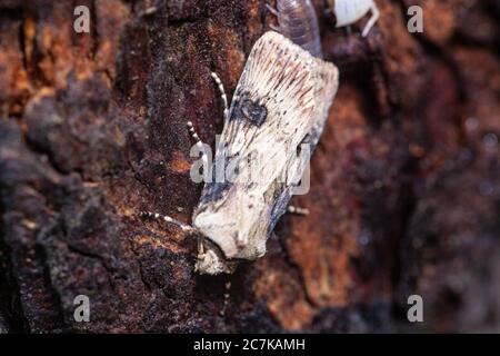 Living habitats - Three insects including a moth and centipedes underneath a wooden log Stock Photo