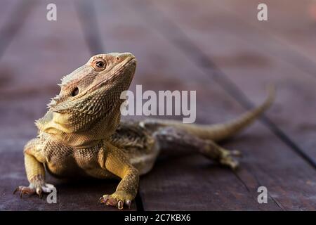 Yellow bearded agama. An Australian lizard on wooden planks basking in the sun outside the terrarium. Stock Photo