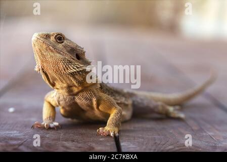 Yellow bearded agama. An Australian lizard on wooden planks basking in the sun outside the terrarium. Stock Photo
