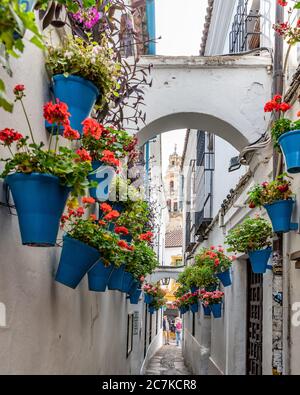 Blue pots of geraniums hang from the white-washed walls of Callejón de las Flores in Córdoba Stock Photo