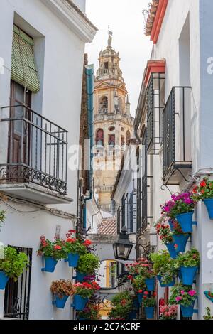 Córdoba's Mosque-Cathedral's minaret bell tower from the picturesque blue flowerpot lined Callejón de las Flores Stock Photo