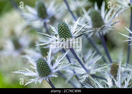 Close up of Sea holly - Eryngium flowering in a garden in the UK in July Stock Photo