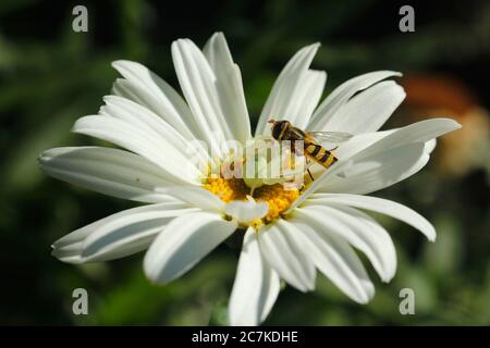 Crab spider with its prey, a Syrphid.