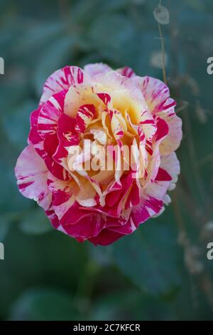 Striped yellow and red flower of rose. Striped hybrid tea rose. Striped pink yellow rose grown. Bicolor yellow rose flower with pink stripes. Stock Photo