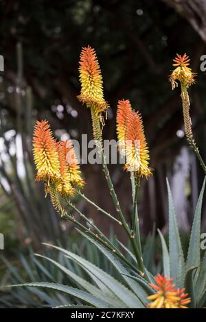 Blooming aloe vera, botanical garden, Puerto de la Cruz, Tenerife, Canary Islands, Spain Stock Photo