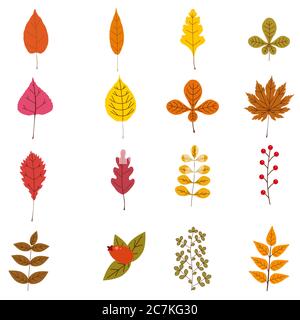 Set of cute colorful autumn leaves and berries. Yellow, orange, red, brown colors. Isolated on white background. Simple cartoon flat style. vector Stock Vector