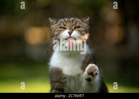 cute and funny tabby white cat sticking out tongue licking invisible window glass pane with copy space Stock Photo