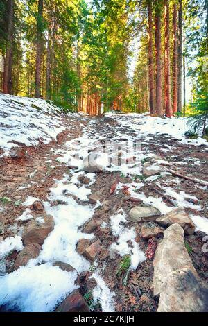 Spring mountain landscape with snow and fir forest. Dramatic sky on the horizon and sun is shining Stock Photo