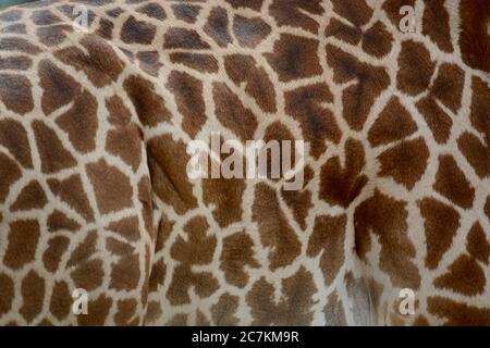 Photo of Giraffe spotted pattern. Taken in South Luangwa, Zambia Stock Photo