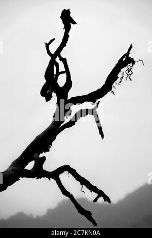 Black and white abstract shot of a tree branch Stock Photo