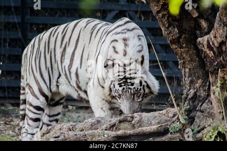 White Bengal Tiger, zoo. The white tiger or bleached tiger is a pigmentation variant of the Bengal tiger. Stock Photo