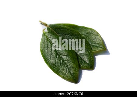 Blueberry leaf isolated on white background Stock Photo